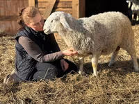 Widder, Assaf sheep — Foto 2