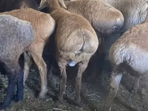 Oveja, Ovejas