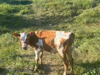 Cow, Ayrshire — photo 3