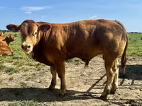 Toro, Vaca Limousin — foto 1