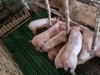 Boar, Pigs — photo 5