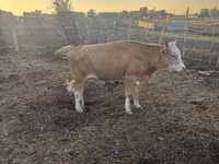 بقرة, Latvian Blue cattle — الصورة 4