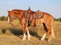 حصان, Gypsy horse — الصورة 3