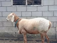मेढ़ा, Arashan sheep — फ़ोटो 2