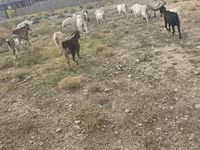 تيس, الماعز — الصورة 3
