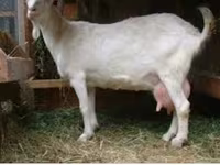 बकरा, Saanen goat — फ़ोटो 4