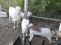 बकरा, LaMancha goats — फ़ोटो 3
