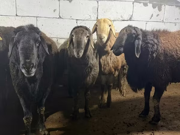 Carnero, Arashan sheep