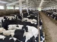 Vaca, Yaroslavl cattle — foto 3