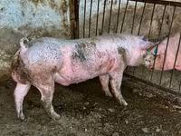 Boar, Pigs — photo 3