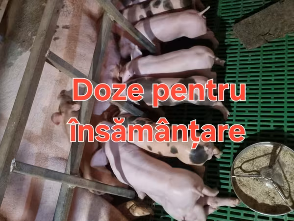 Boar, Pigs