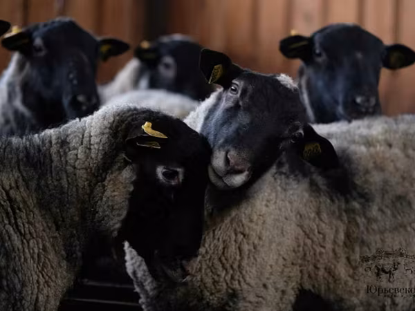 Carnero, Romanov sheep