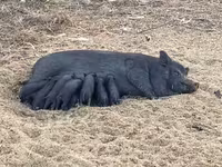 Boar, Вьетнамская вислобрюхая — photo 4