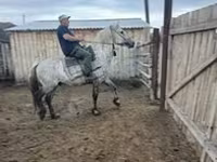 Yegua, Caballos — foto 8