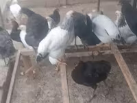 Chickens — الصورة 8