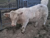 Bulle, Charolais cattle — Foto 7