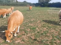गाय, Aubrac cattle — फ़ोटो 3