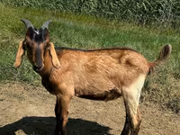 Cabro, Nubian Goat — foto 1