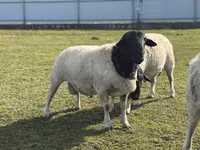 Oveja, Dorper sheep — foto 2