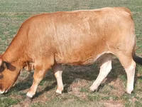 गाय, Aubrac cattle — फ़ोटो 4