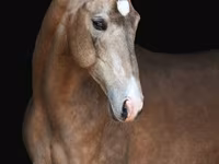 حصان, Akhal-Teke — الصورة 1