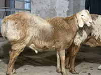 मेढ़ा, भेड़ — फ़ोटो 1