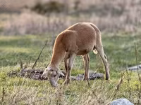 Carnero, Katum sheep — foto 5