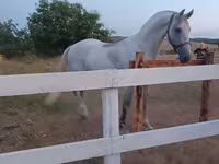 公马, Horses — 照片 5