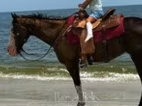 Yegua, American paint horse