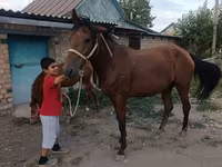 فرس, Thoroughbred horse — الصورة 8