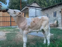 Toro, Montbéliarde — foto 2