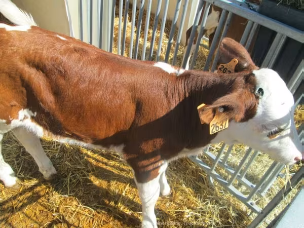गाय, मोंबेलियार्ड