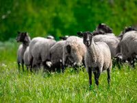 Carnero, Romanov sheep — foto 4