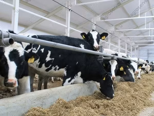 Vaca, Raza Holstein