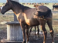 Caballo, Vladimir heavy draft — foto 5