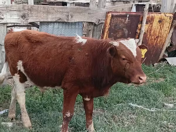 بقرة, Latvian Blue cattle