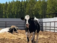 Cow, Holstein breed — photo 3