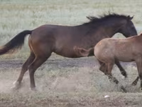 Caballo, Vladimir heavy draft — foto 3