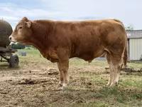 Toro, Vaca Limousin — foto 1