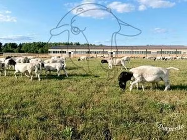 Dorper sheep
