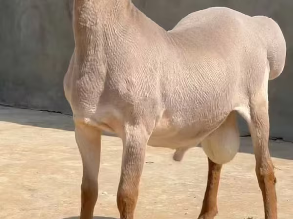 मेढ़ा, Rhon sheep