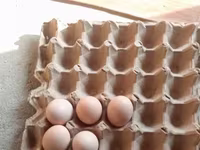 Chickens — الصورة 3