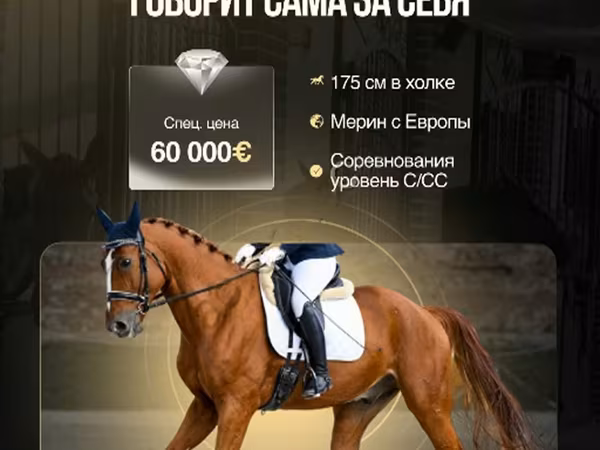 Hengst, Friesian sport horse