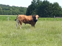 ثور, Partenaise cattle — الصورة 5
