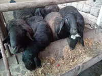 मेढ़ा, भेड़ — फ़ोटो 6