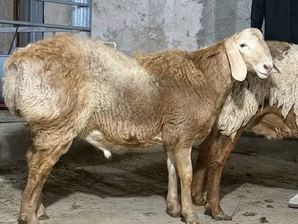 मेढ़ा, भेड़