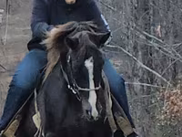 Caballo, Rocky Mountain Horse — foto 3