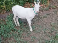 تيس, Saanen goat — الصورة 4