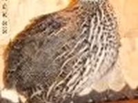 इंग्लिश व्हाइट — फ़ोटो 2