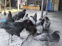 Australorp — Foto 1
